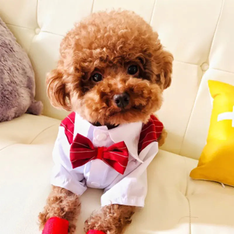 Simple Fashionable Pet Dog Shirt Suit